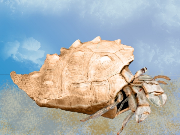 Creation of Hermit The Crab: Step 6